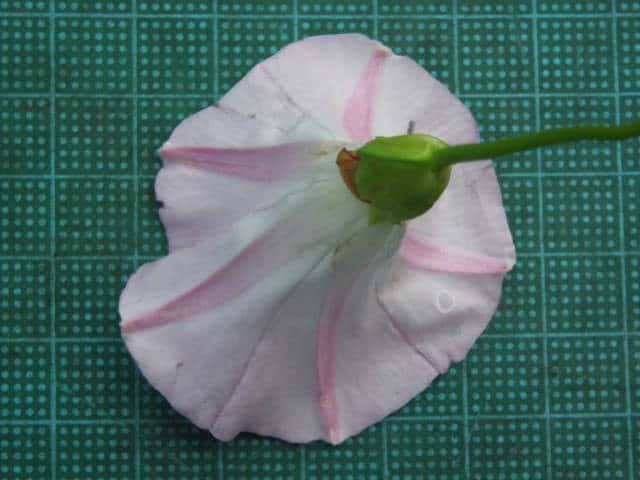 アイノコヒルガオ花