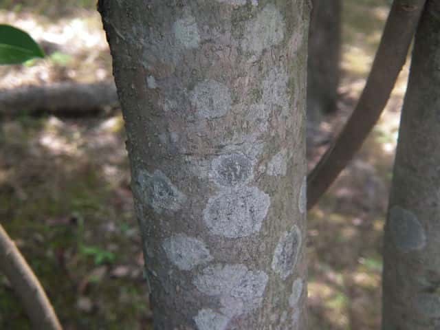 トウネズミモチ樹皮