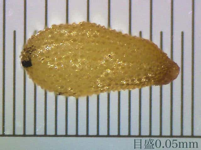 オカタイトゴメ種子