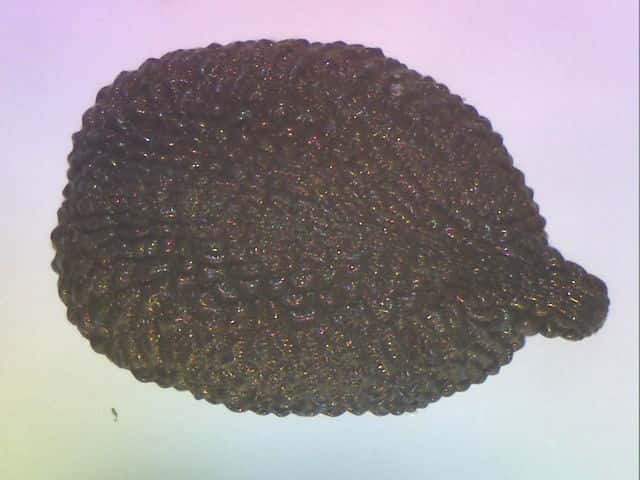 ミチバタナデシコ種子