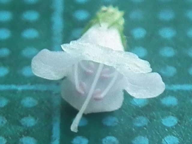 ヤマトウバナ花