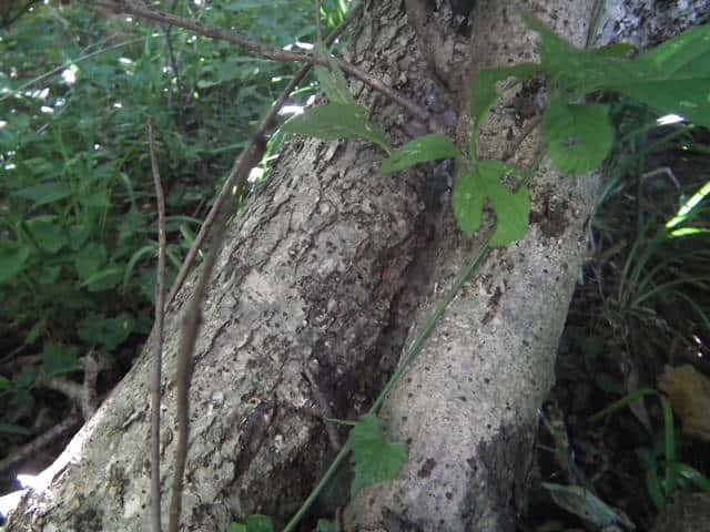 ゴマキ樹皮