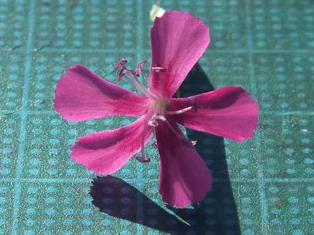 ハマナデシコ花