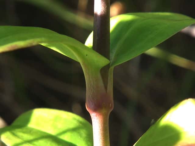 ハマナデシコ茎