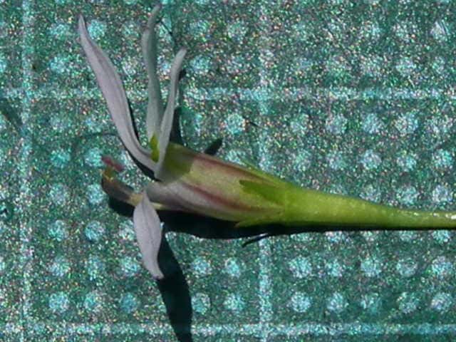 ミゾカクシ花
