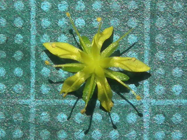 タイトゴメ花