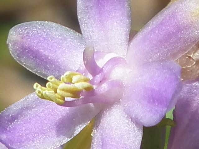 ヒメヤブラン花