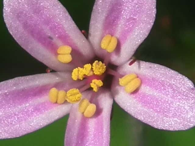 ヒメフウロ花