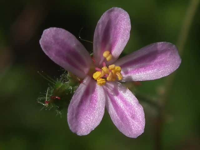 ヒメフウロ花