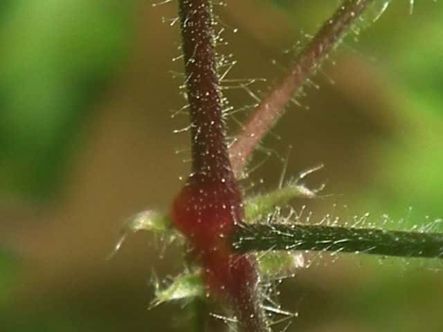 ヒメフウロ茎