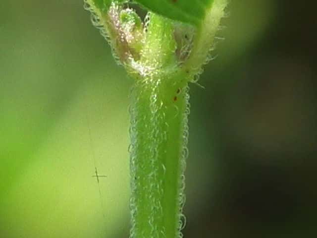 クルマバナ茎