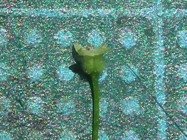 オオバノヤエムグラ花