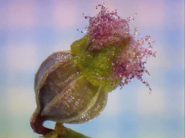 アリノトウグサ花
