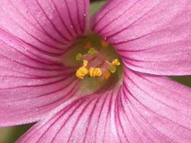 イモカタバミ花