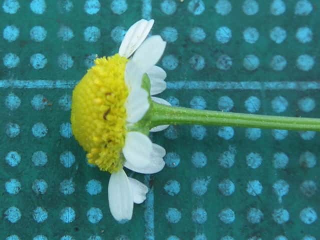 カミツレ花