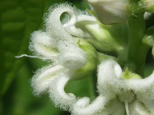 シロバナガガイモ花