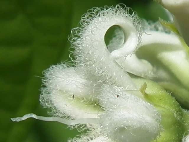 シロバナガガイモ花