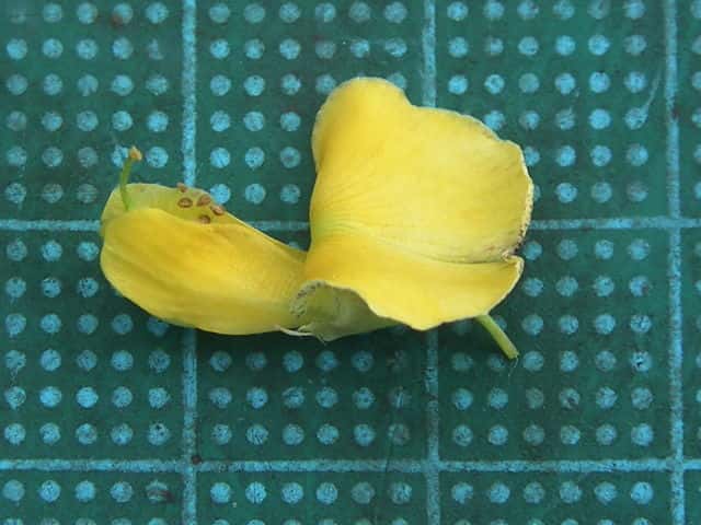 アメリカツノクサネム花