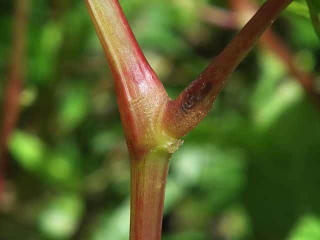 ツリフネソウ茎