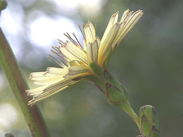 ホソバアキノノゲシ花