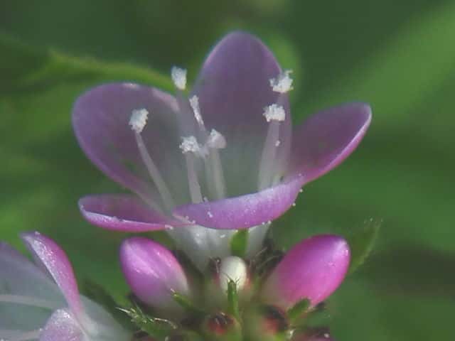 ミゾソバ花