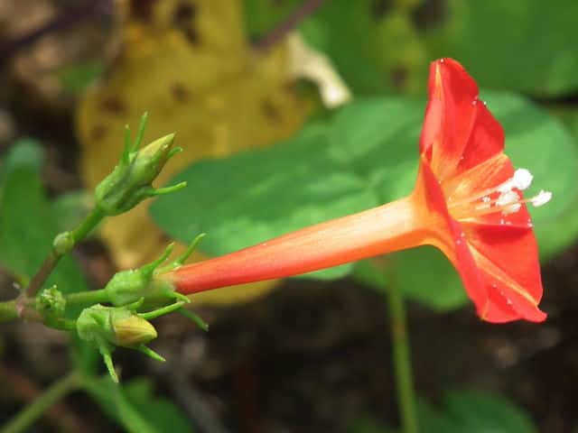 マルバルコウ花