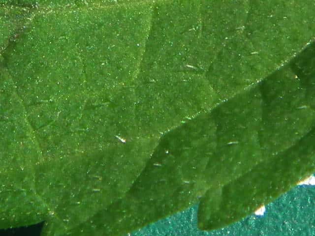 シラゲヒメジソ葉
