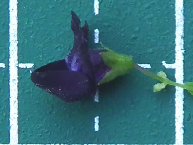 クロバナヒキオコシ花