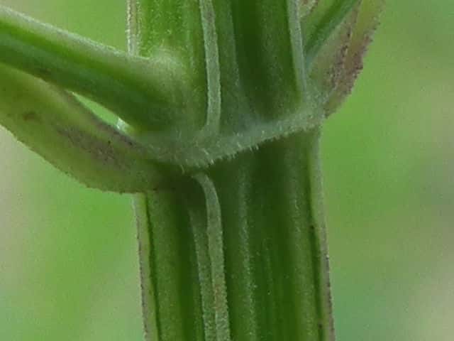 クロバナヒキオコシ茎