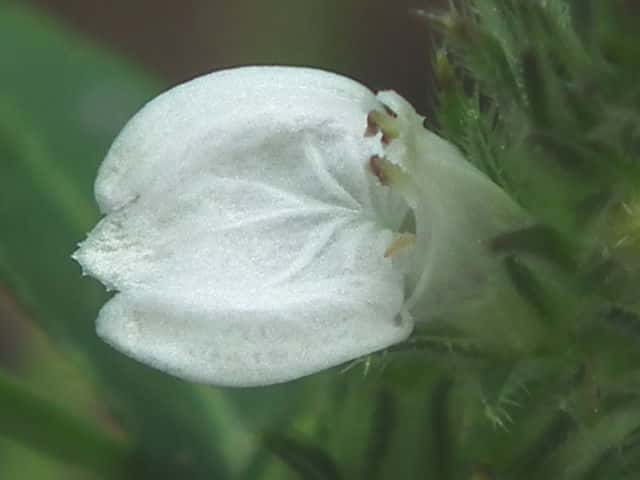 シロバナキツネノマゴ花