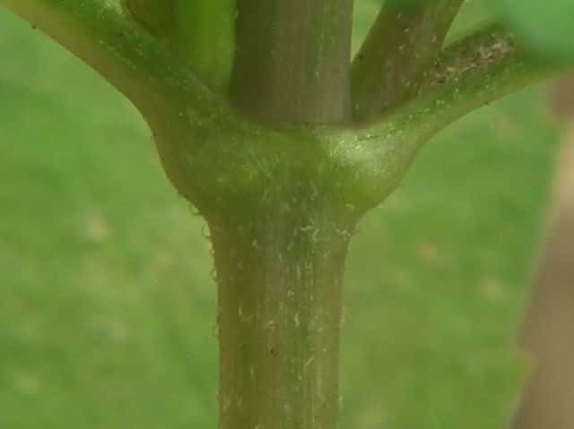 タウコギ茎