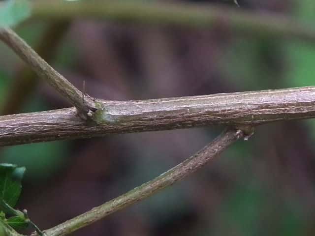 アカバナメドハギ茎