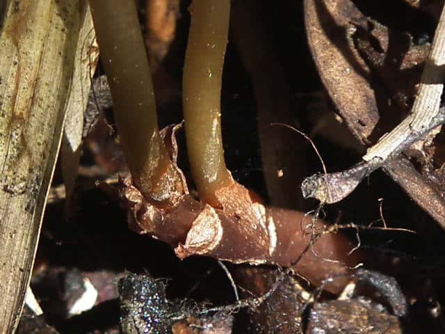 クロヤツシロラン茎