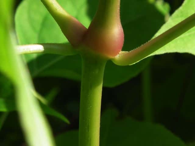 オシロイバナ茎