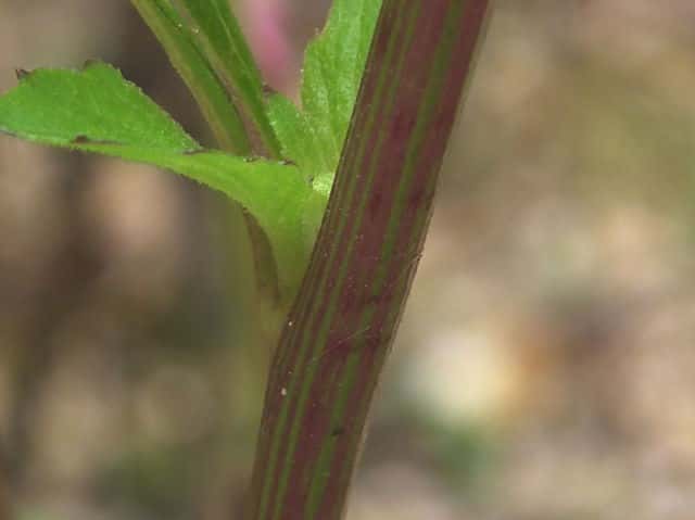 ベニバナボロギク茎