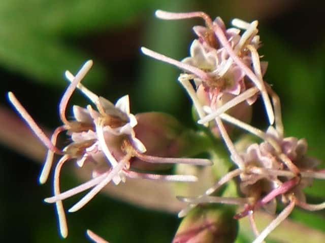 サケバヒヨドリ花
