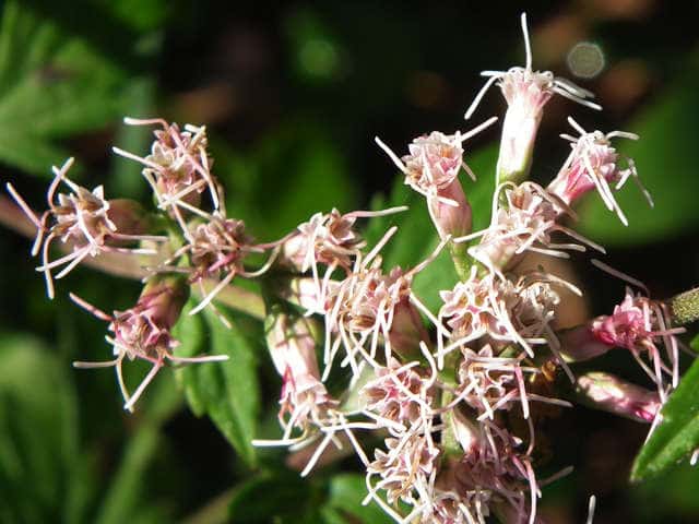 サケバヒヨドリ花