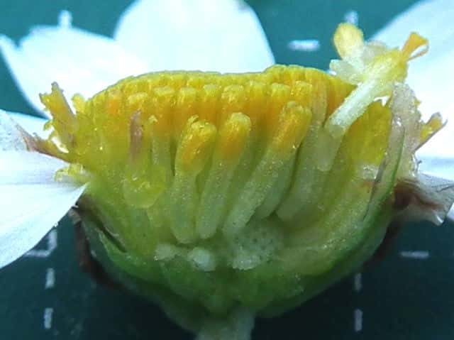 リュウノウギク舌状花筒状花