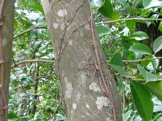 ザイフリボク樹皮