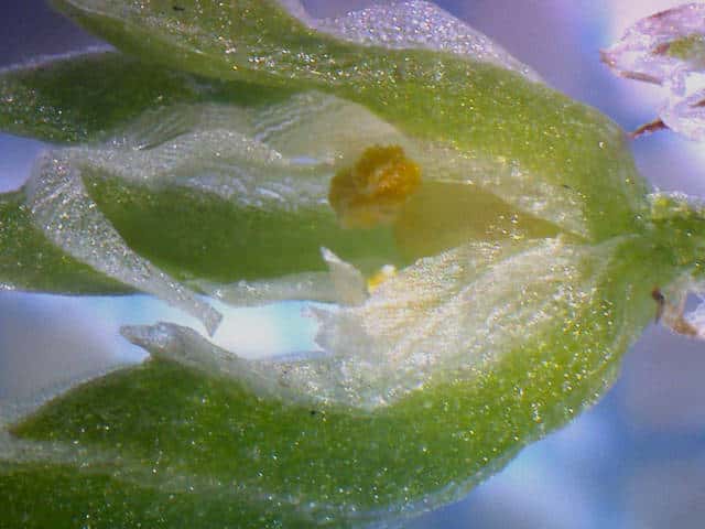 ヨツバハコベ花