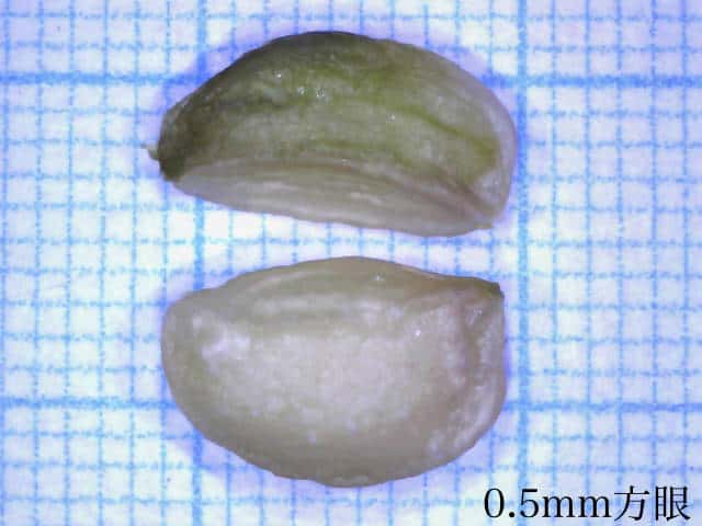 コシアブラ種子