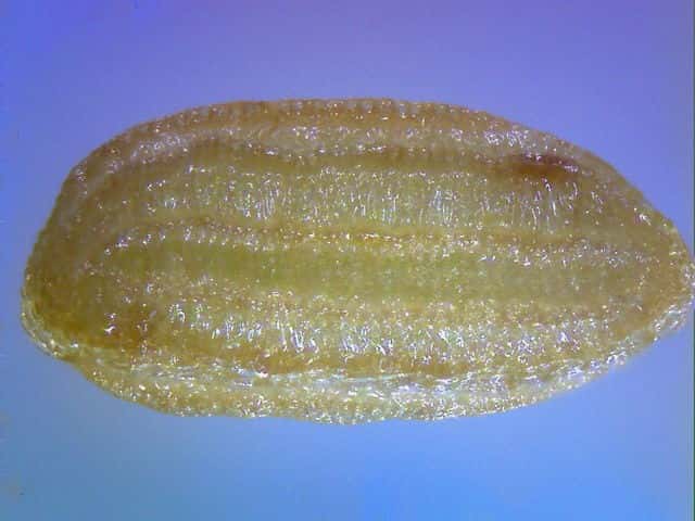 コケオトギリ種子