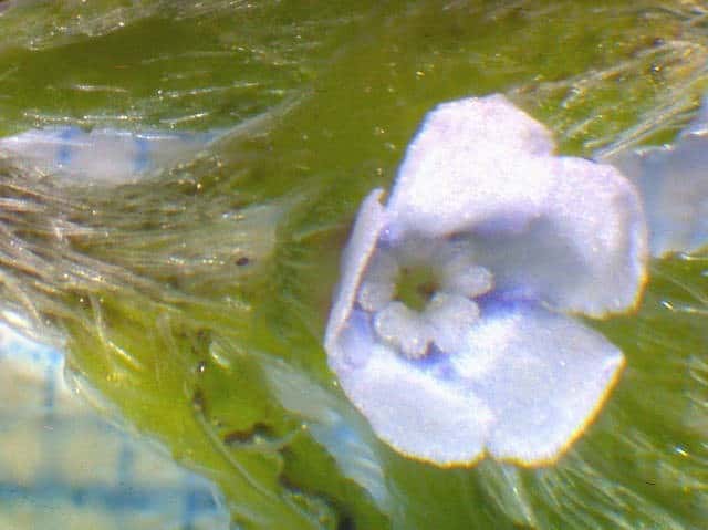 ハナイバナ花
