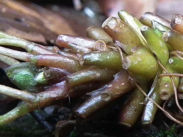 ミヤマカタバミ根茎