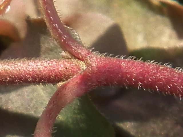 コナスビ葉茎