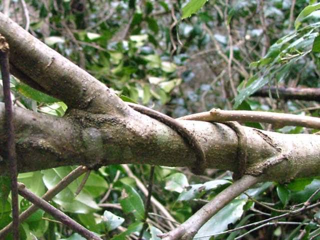 ウラジロガシ樹皮