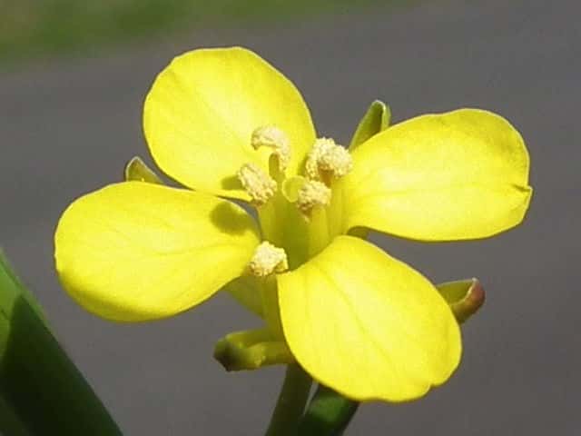 カラシナ花