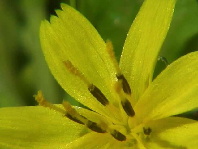 コオニタビラコ花