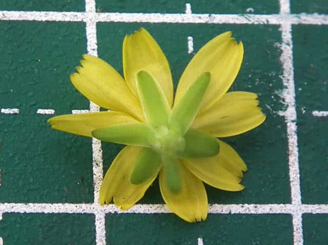 コオニタビラコ花