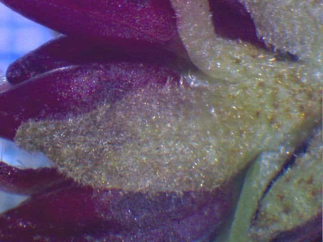 イスノキ鱗片葉